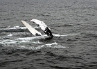 CapeCod (3)  Cape Cod whale pectoral fin